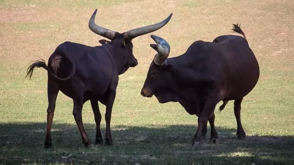 Fakta Menarik Sapi Watusi yang Sudah Masuk Indonesia, Hewan si Pemilik Tanduk Terbesar di Dunia