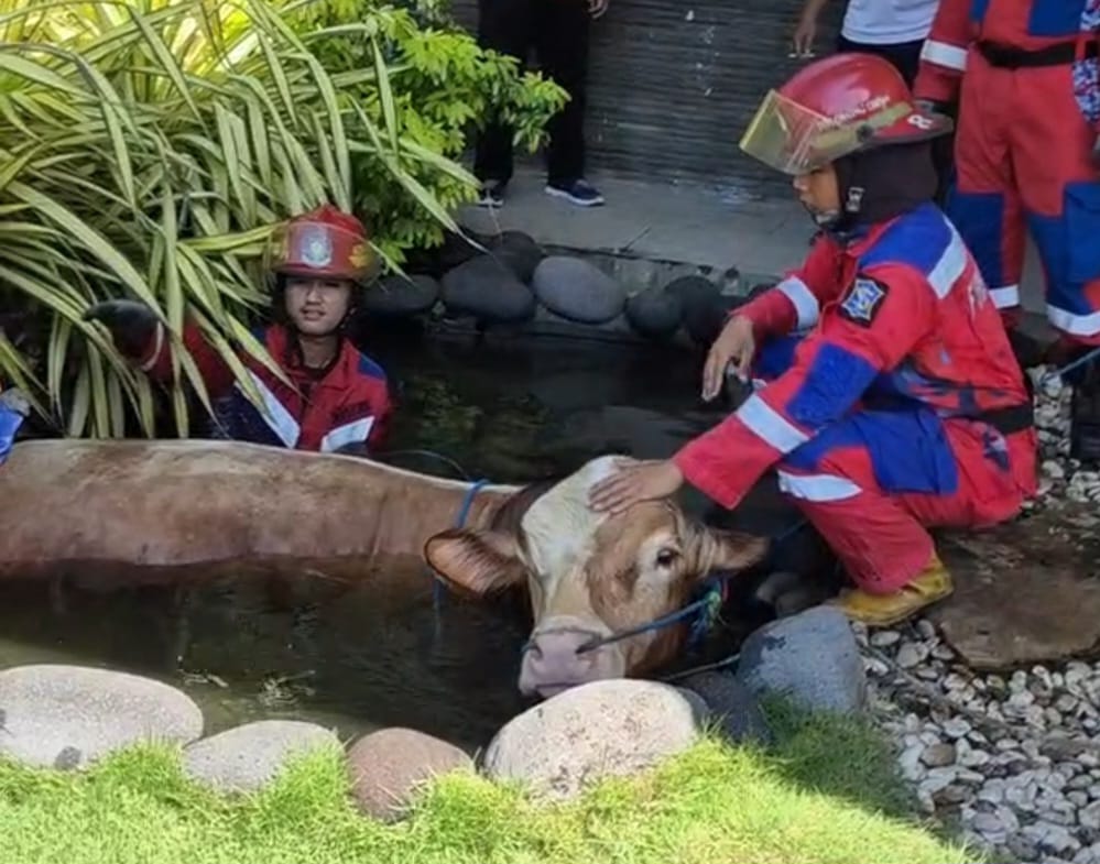 Bikin Heboh! Sapi Kurban Milik Dindik Jatim Tercebur ke Kolam Ikan, Damkar Turun Tangan