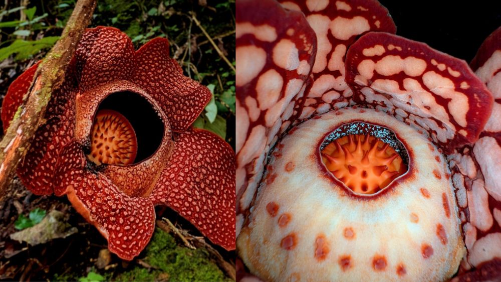 Keindahan yang Terlindungi, Rafflesia Hasseltii yang Langka Tumbuh di Hutan Muratara