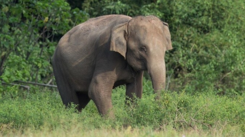 Ancaman Gajah Sumatera di Kawasan Tesso Nilo