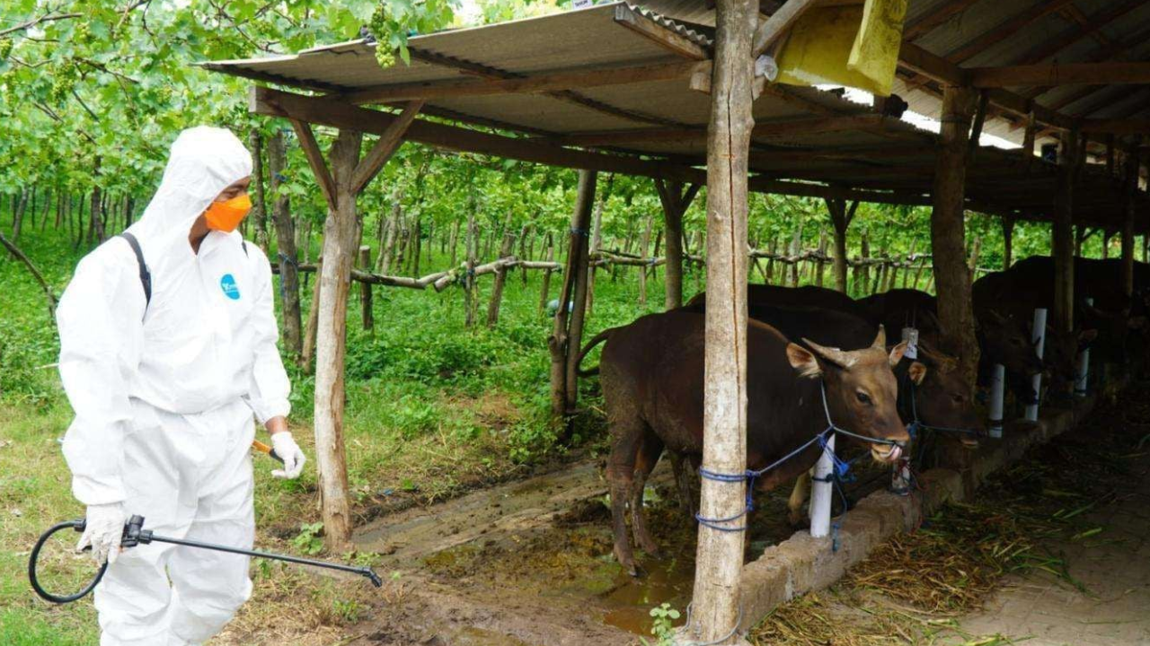 Kasus LSD di Gerokgak Terkendali, Pemkab Buleleng Batasi Distribusi Sapi Sementara