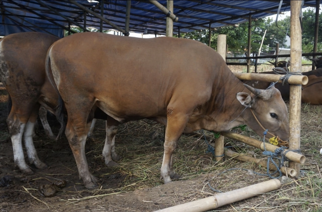 Jelang Hari Raya Idul Adha 1446 H, Dinas Peternakan Bali Mulai Cek Kesehatan Hewan Kurban Secara Berkala