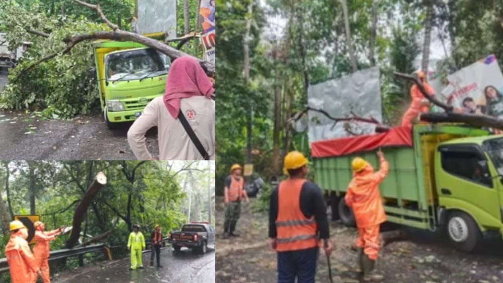 Pohon Perindang Roboh di Desa Bugbug, Arus Amlapura–Denpasar Lumpuh Sementara