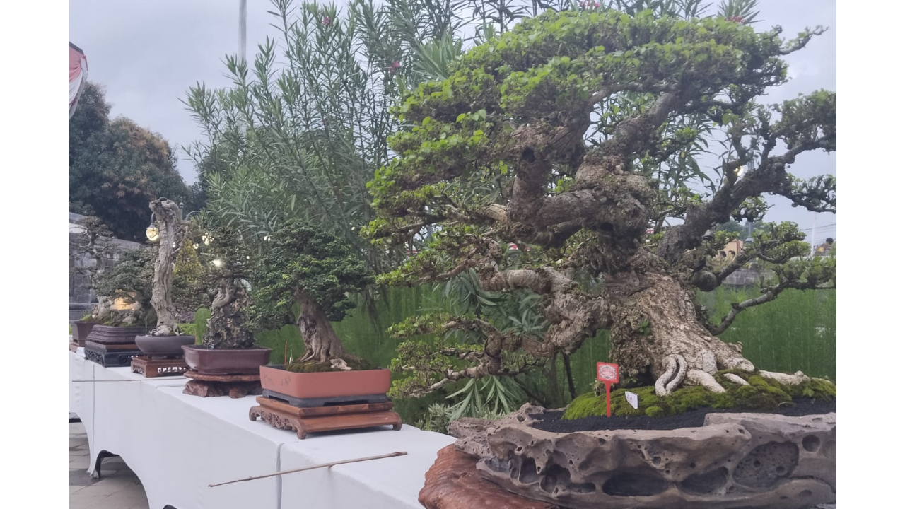 Kalpataru Bonsai Buleleng 2026: 518 Karya Hiasi HUT ke-422 Singaraja 
