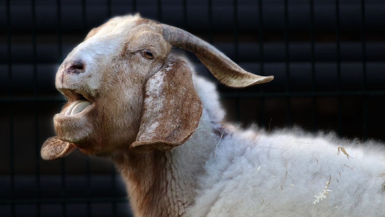 Daftar Harga Kambing Kurban 2026, Ini Kisaran Terbaru Jelang Idul Adha