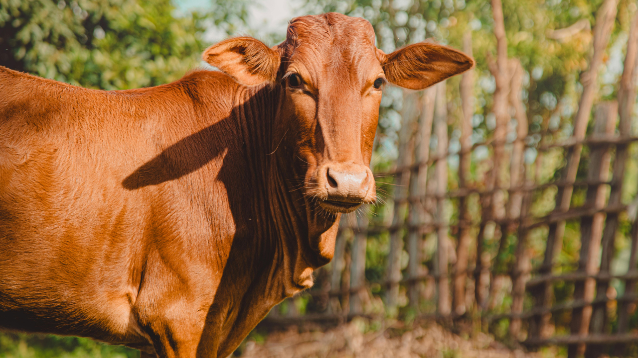 Daftar Harga Hewan Kurban BAZNAS 2026 Lengkap Kambing hingga Sapi