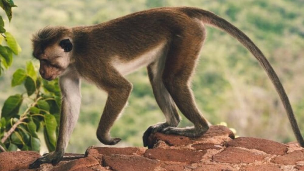 Monyet Ekor Panjang Dilarang Dipelihara di Bali, Koster: Segera Serahkan ke BKSDA