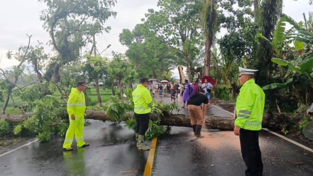 Diterjang Hujan dan Angin Kencang, Dua Pohon Tumbang di Jalur Denpasar–Singaraja Tutup Akses Jalan