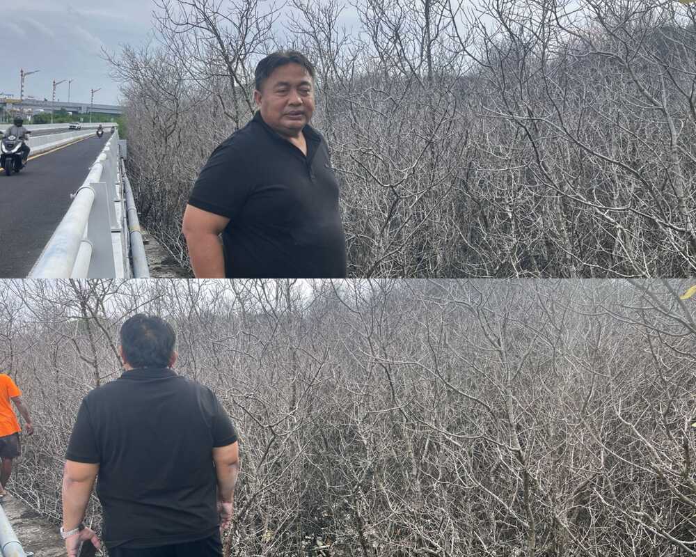 Ratusan Mangrove di Benoa Mengering, Diduga Akibat Kebocoran Pipa BBM Pertamina