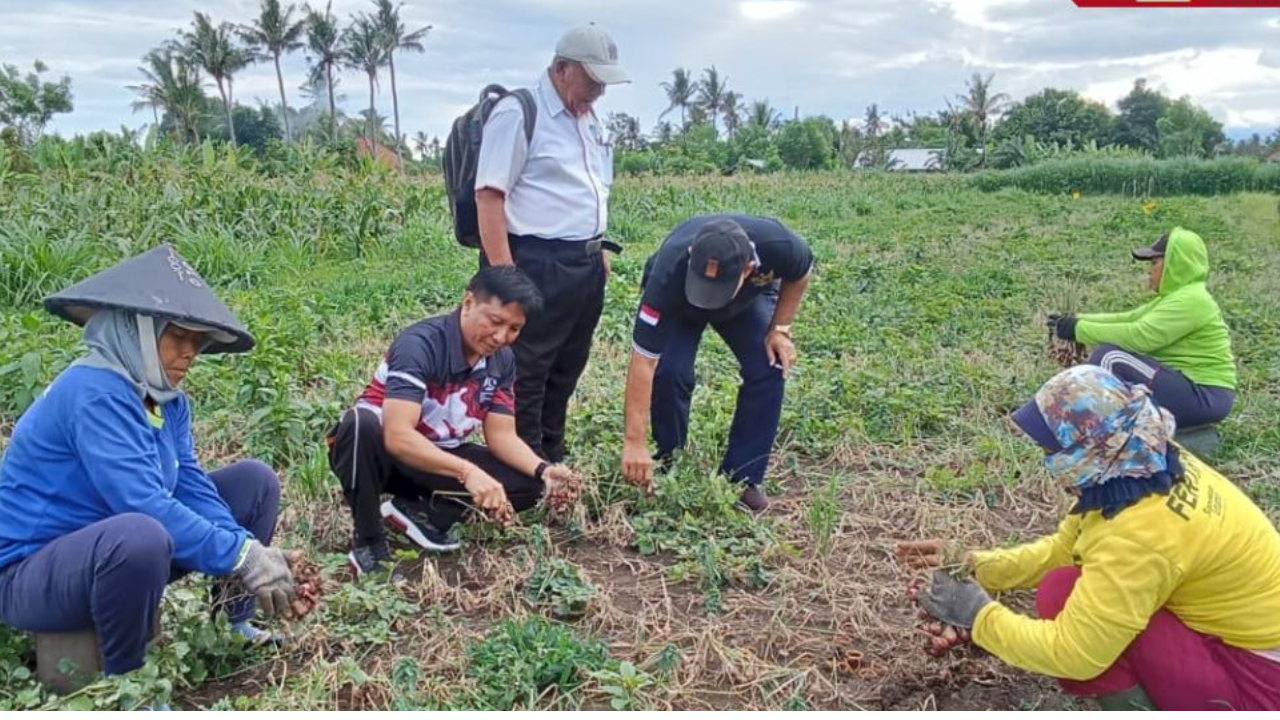 Panen Perdana Bawang Merah Desa Gerokgak Dorong Ketahanan Pangan dan Ekonomi Petani