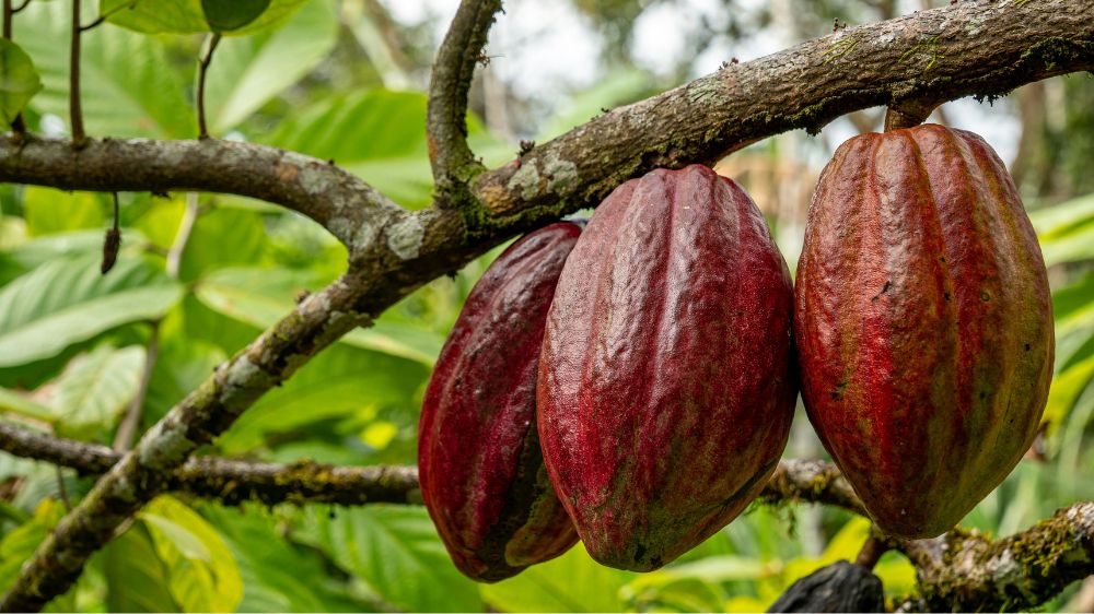 Peremajaan Kebun Kakao, Harapan Baru untuk Produktivitas Kakao Indonesia