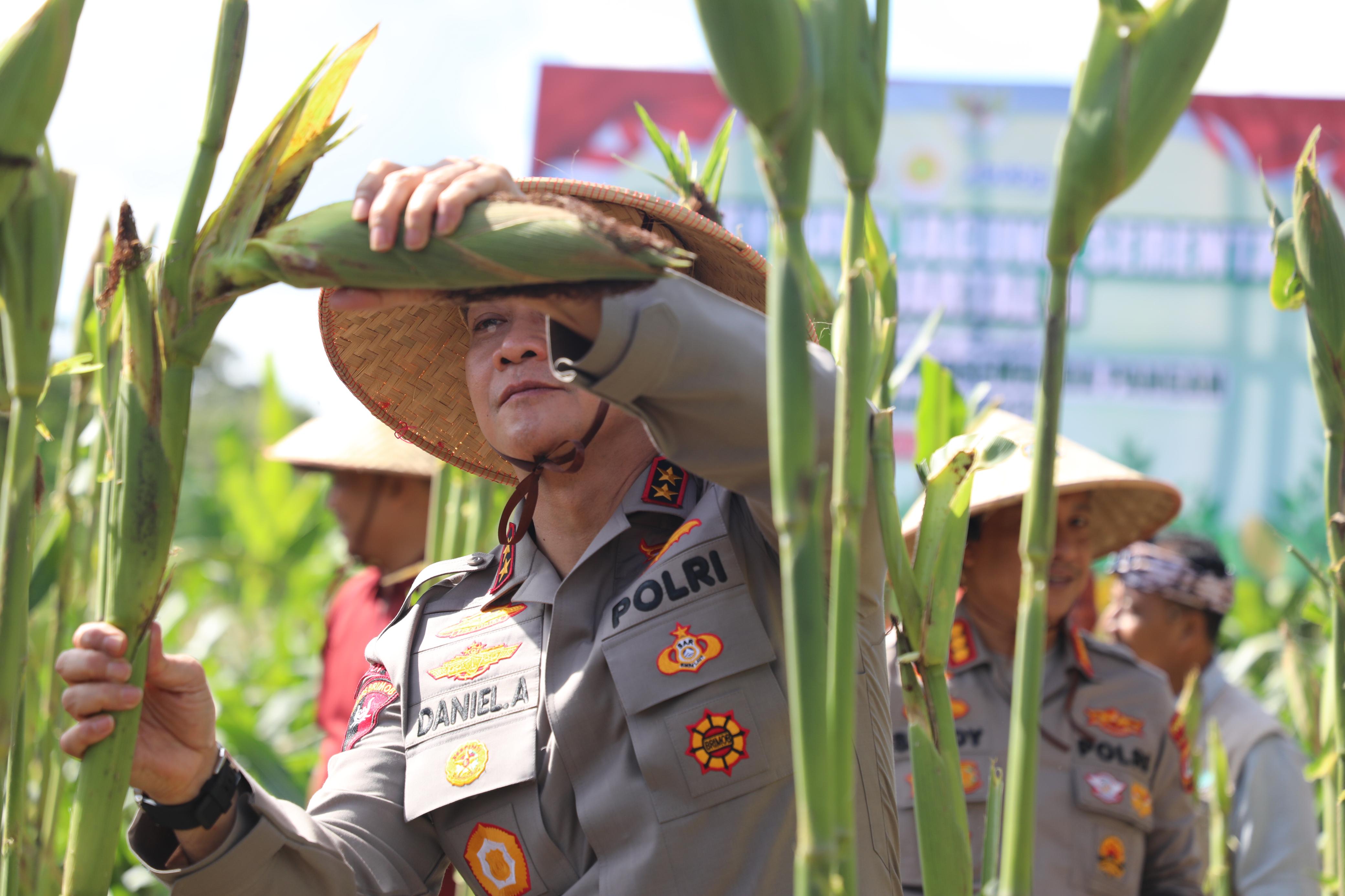 Dukung Swasembada Pangan, Kapolda Bali Panen Jagung Raya Serentak