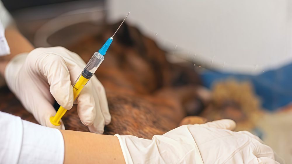 Lonjakan Kasus Rabies di Bali, Puluhan Ribu Kasus Gigitan Hewan hingga 12 Orang Tewas