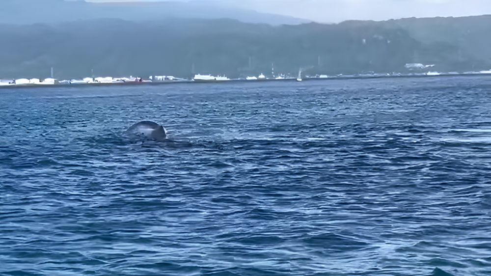 Paus Raksasa Terdampar di Perairan Gilimanuk, Diduga Dipengaruhi Kondisi Laut
