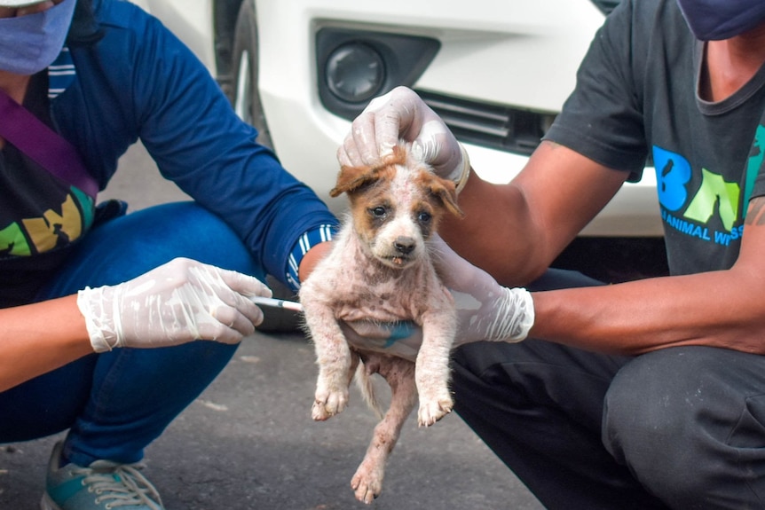 Kasus Rabies Kian Mengkhawatirkan, Pemprov Bali Gencarkan Vaksinasi Massal di Zona Merah