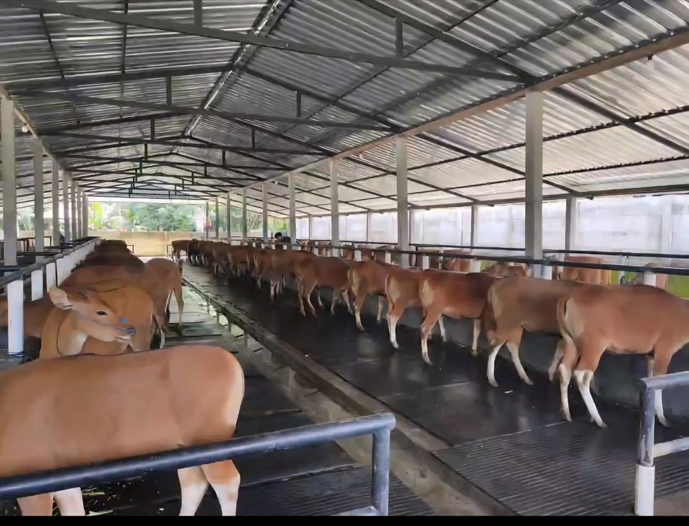 Pengeluaran Sapi Bali Dikawal Ketat Demi Jaga Populasi Ternak Lokal
