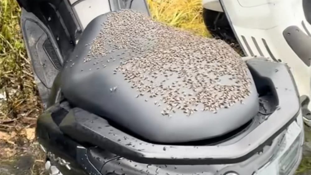 Lalat Musiman Kembali Serbu Kintamani, Limbah Ternak Jadi Pemicu Utama