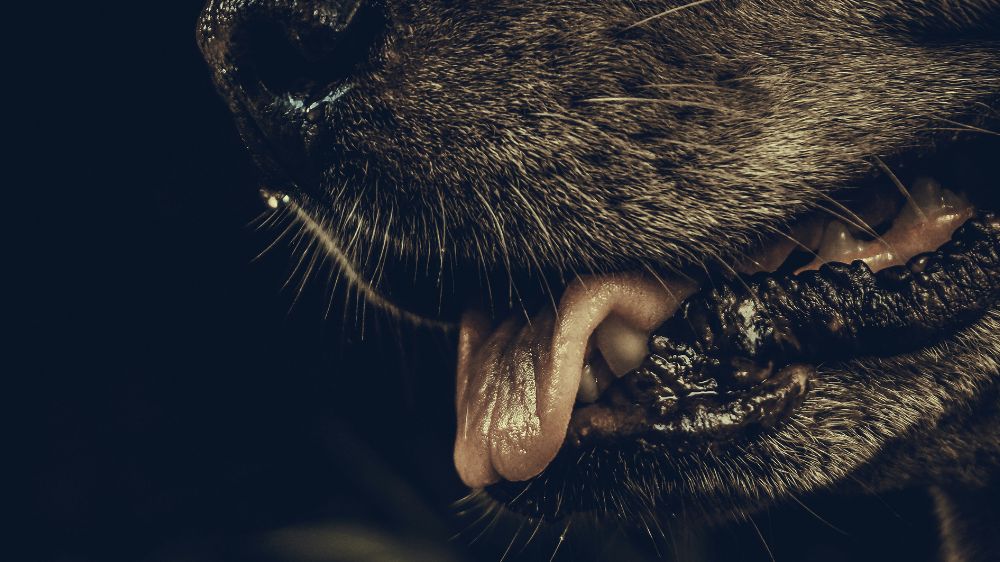 Rabies Masih Menjadi Ancaman di Bali, 16 Korban Meninggal Sepanjang 2025