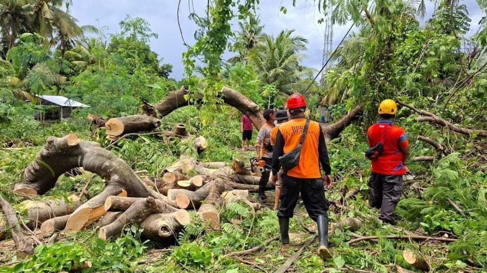 Angin Kencang dan Hujan Lebat Picu Pohon Tumbang di Karangasem, BPBD Lakukan Penanganan