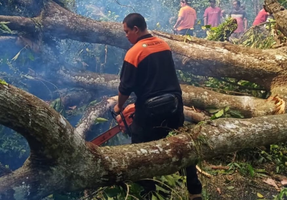 Hujan Deras Landa Tabanan, Pohon Aee Tumbang Hingga Tutupi Badan Jalan