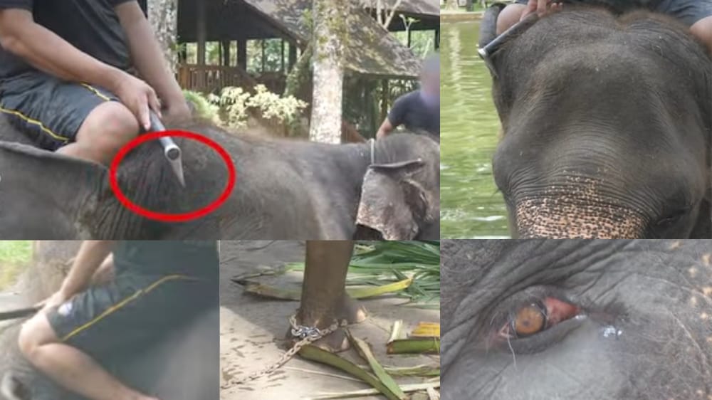 Soroti Isu Eksploitasi Gajah, BKSDA Bali Dorong Penghentian Bertahap Elephant Riding