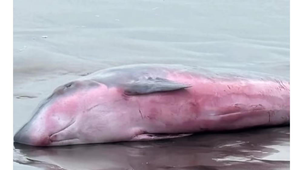 Terombang-ambing Ombak, Paus Sperma Kerdil Kembali Terdampar di Pantai Tembles