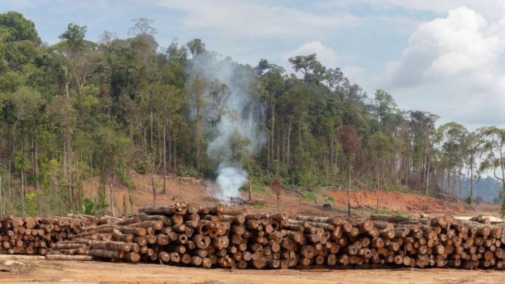 Kenapa Pembalakan Liar Sulit Diberantas di Indonesia?