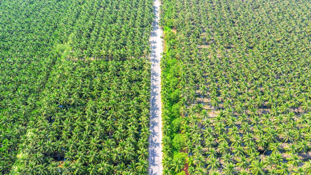 Dominasi Perkebunan Sawit Dinilai Ganggu Ekosistem Nasional