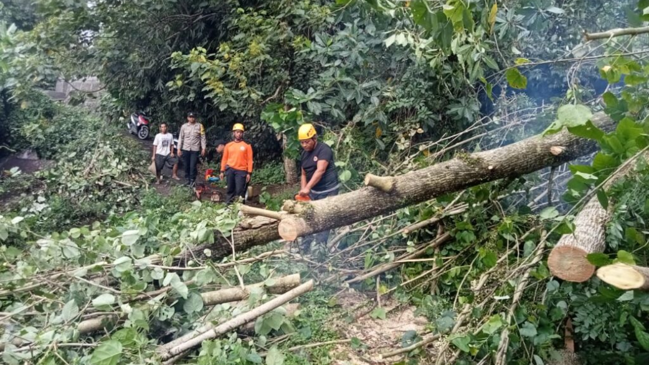 BPBD Tabanan Tangani Pohon Tumbang Akibat Hujan Deras saat Hari Tumpek Landep