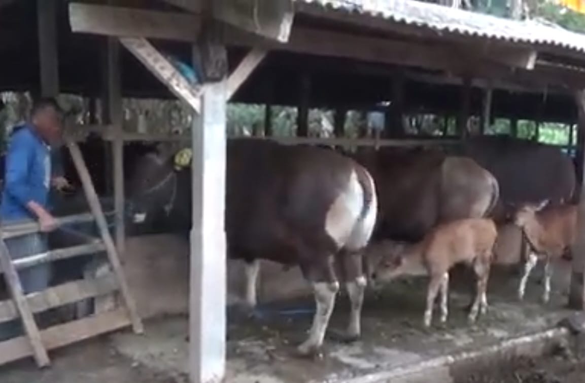 Prabowo Beli Dua Sapi Kurban dari Peternak di Tabanan Bali, Beratnya Hampir 1 Ton!