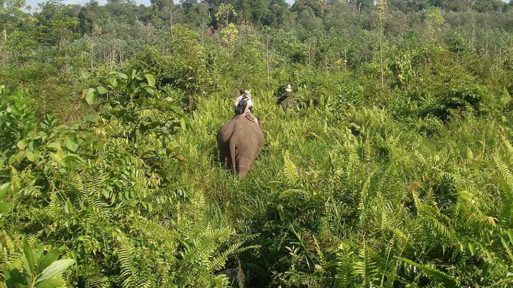 Tesso Nilo Terancam, Dari Hutan Lindung Menjadi Perkebunan Sawit, Apa yang Terjadi?