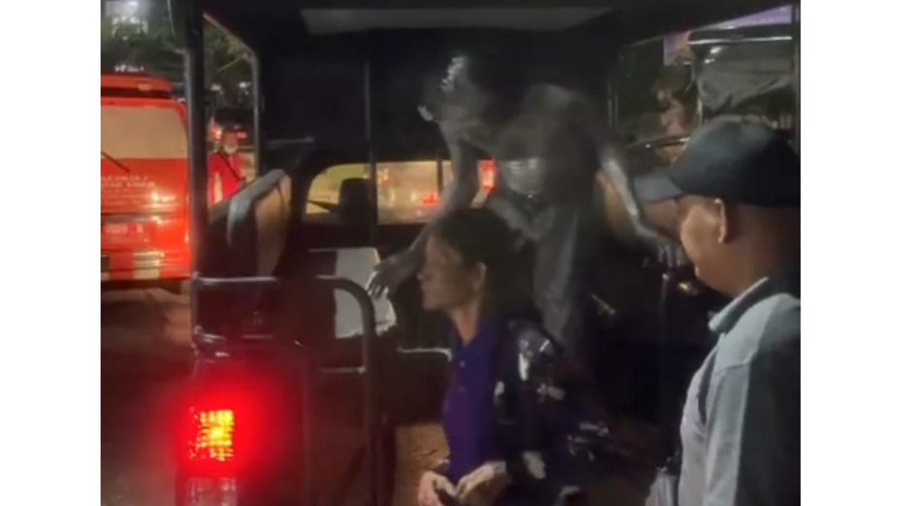 Satpol PP Denpasar Tertibkan Pengamen, Manusia Silver dan Pengemis di Persimpangan Jalan