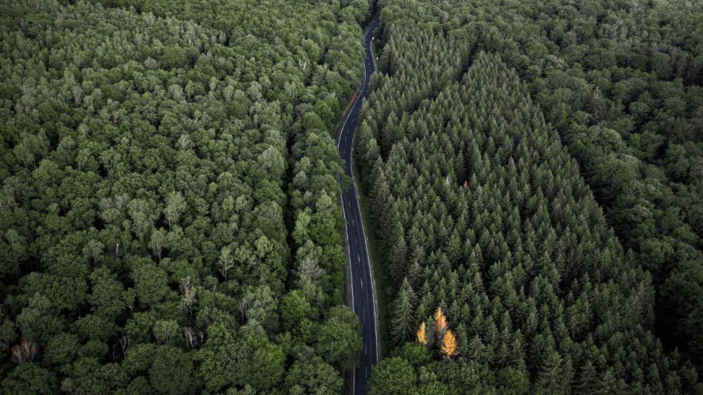 Strategi Memulihkan Lahan Kritis, Tanaman yang Tepat untuk Mengembalikan Fungsi Ekologi