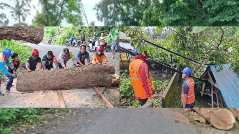 Pohon Berukuran 25 Meter Timpa Garasi Warga, BPBD Tangani Pohon Tumbang di Kesimpar