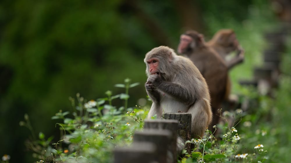 Anak 12 Tahun Digigit Monyet di Ubud, Klinik Klarifikasi Soal Biaya Puluhan Juta