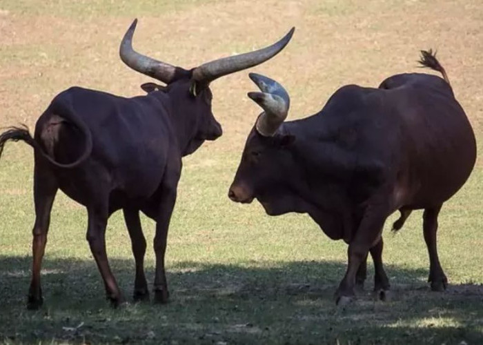 Fakta Menarik Sapi Watusi yang Sudah Masuk Indonesia, Hewan si Pemilik Tanduk Terbesar di Dunia