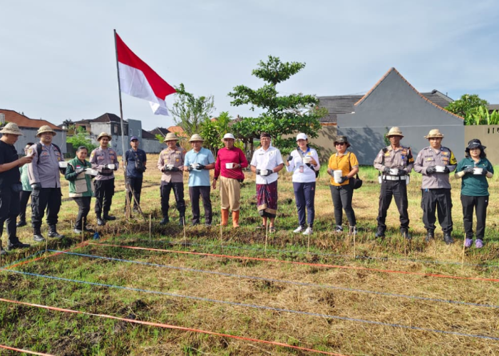 Pemkot Denpasar Optimalkan Lahan Bera, Tanam Jagung Manis 1 Hektare di Subak Intaran