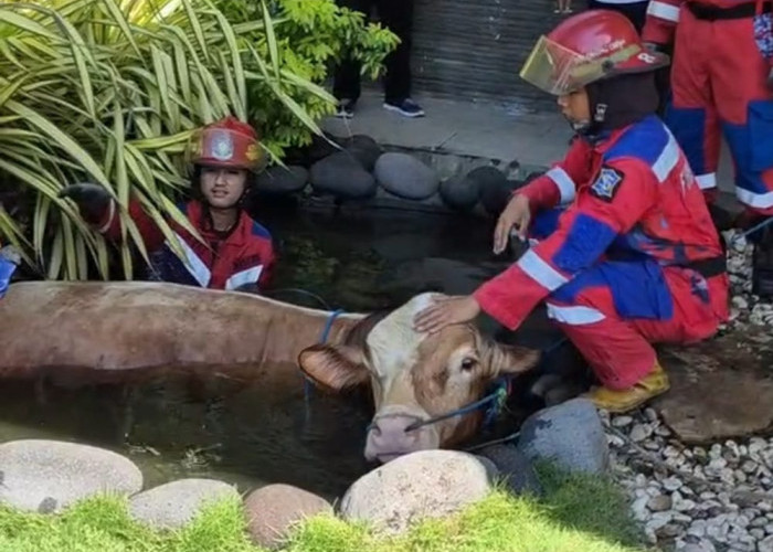 Bikin Heboh! Sapi Kurban Milik Dindik Jatim Tercebur ke Kolam Ikan, Damkar Turun Tangan