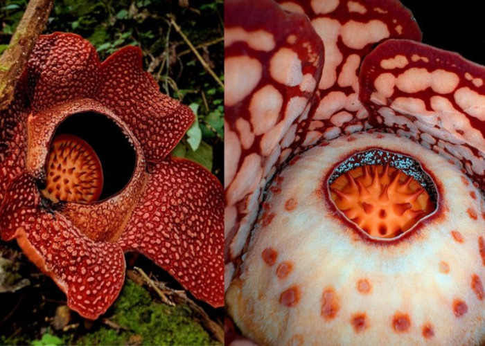 Keindahan yang Terlindungi, Rafflesia Hasseltii yang Langka Tumbuh di Hutan Muratara