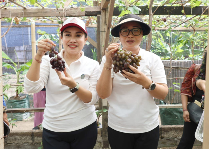 Panen Anggur di Tengah Kota, Denpasar Dorong Urban Farming Bernilai Ekonomi
