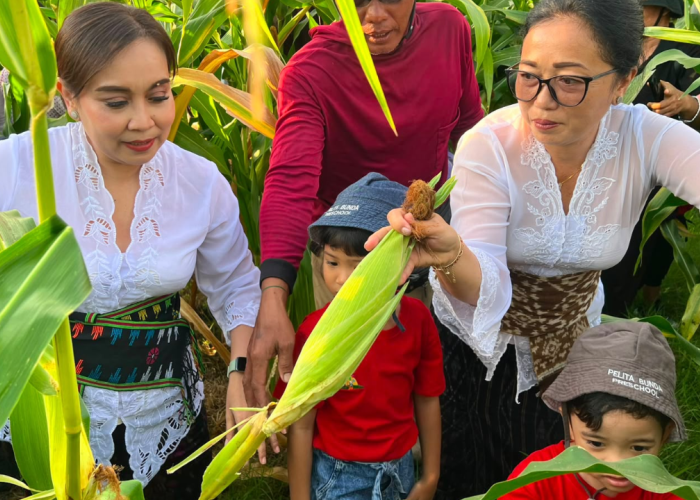 Panen Bawang dan Jagung Bersama Anak PAUD, Denpasar Kenalkan Pertanian Sejak Dini demi Pangan Sehat!