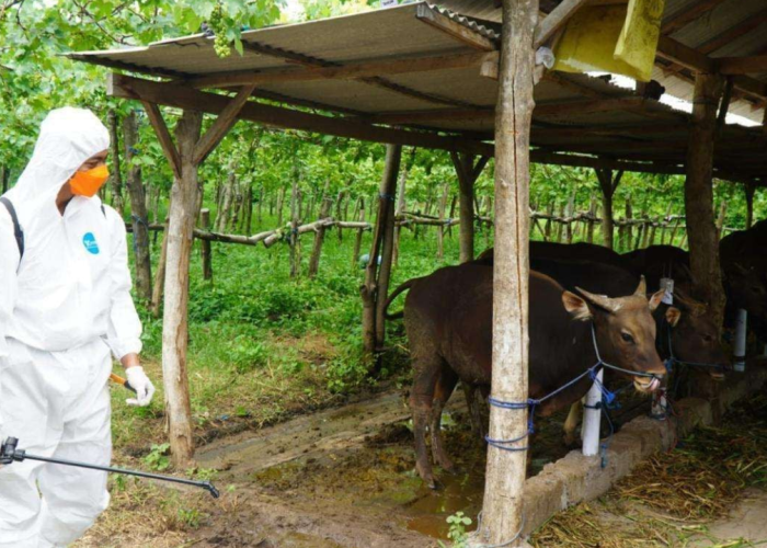 Kasus LSD di Gerokgak Terkendali, Pemkab Buleleng Batasi Distribusi Sapi Sementara