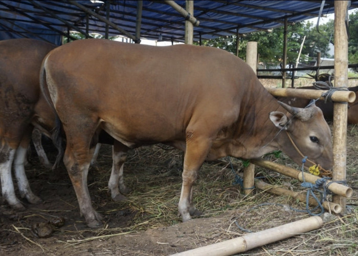 Jelang Hari Raya Idul Adha 1446 H, Dinas Peternakan Bali Mulai Cek Kesehatan Hewan Kurban Secara Berkala
