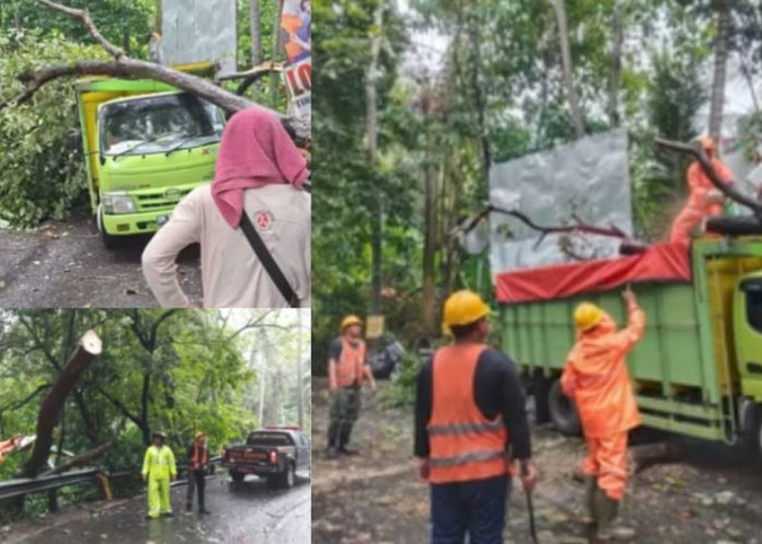 Pohon Perindang Roboh di Desa Bugbug, Arus Amlapura–Denpasar Lumpuh Sementara