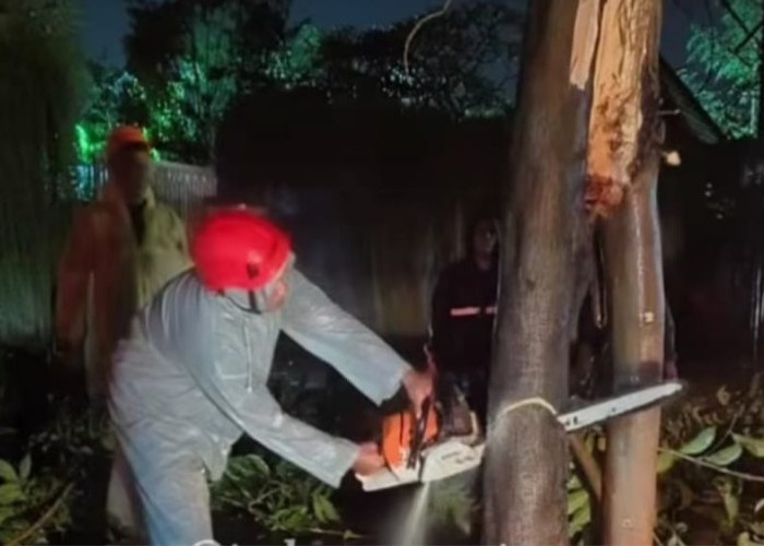 Diterjang Cuaca Ekstrem, Denpasar Dilanda Pohon Tumbang hingga Angin Puting Beliung