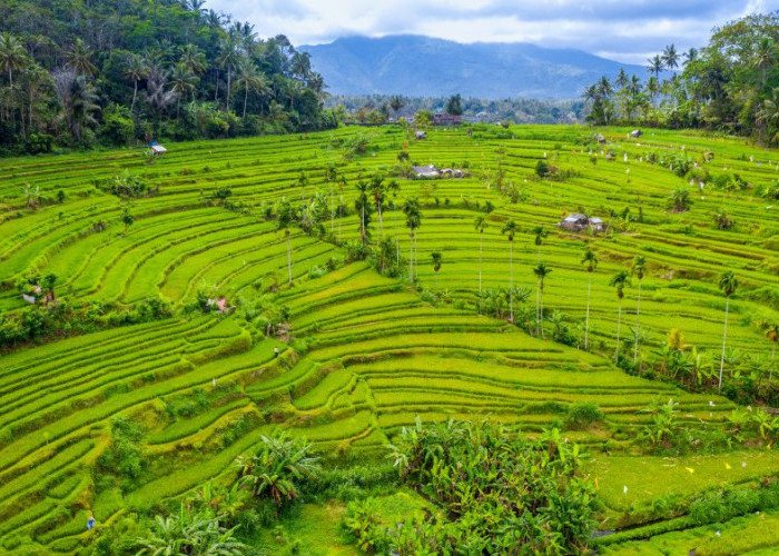 Alih Fungsi Lahan di Bali Kian Mengkhawatirkan, Sawah Menyusut Drastis Sejak 2019