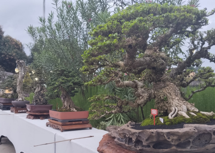 Kalpataru Bonsai Buleleng 2026: 518 Karya Hiasi HUT ke-422 Singaraja 