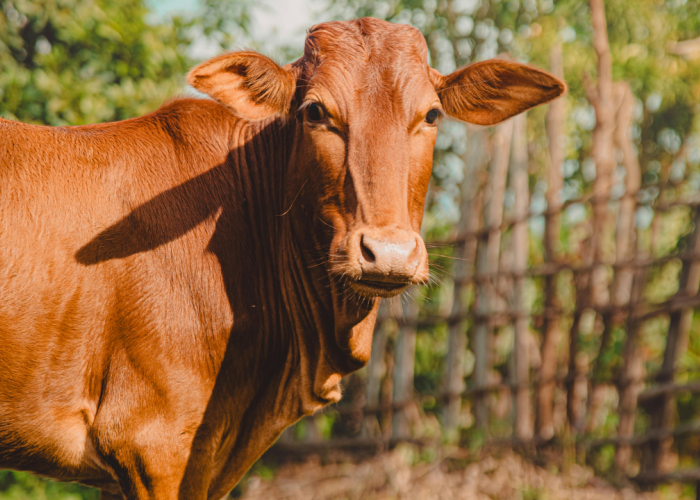 Daftar Harga Hewan Kurban BAZNAS 2026 Lengkap Kambing hingga Sapi