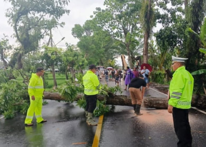 Diterjang Hujan dan Angin Kencang, Dua Pohon Tumbang di Jalur Denpasar–Singaraja Tutup Akses Jalan
