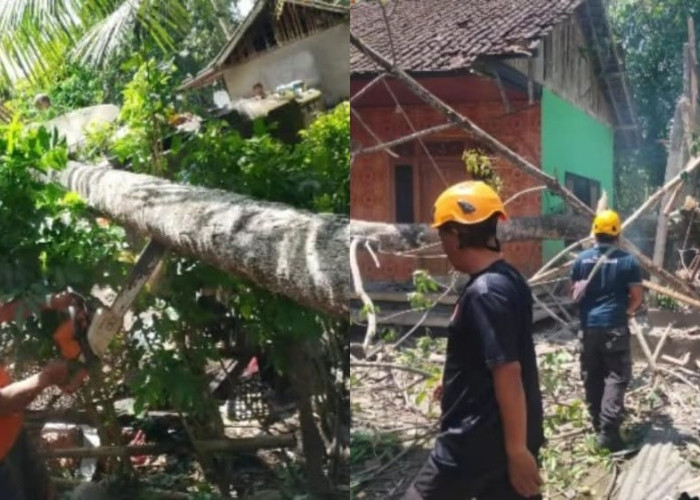 Angin Kencang Terjang Karangasem, Rumah Warga Jungutan Ambruk Tertimpa Pohon